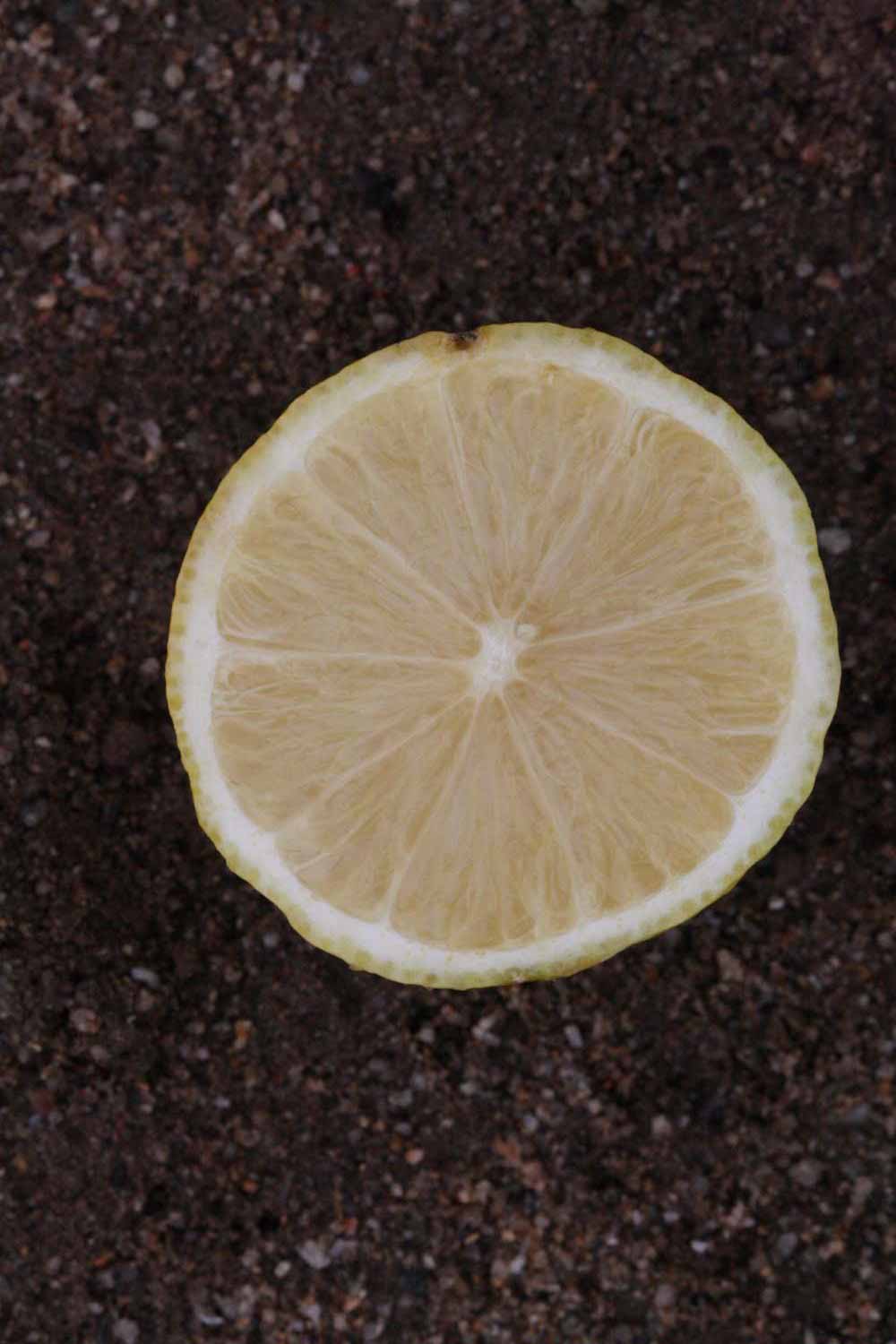              Fruit cross-section (Riverside, CA)       